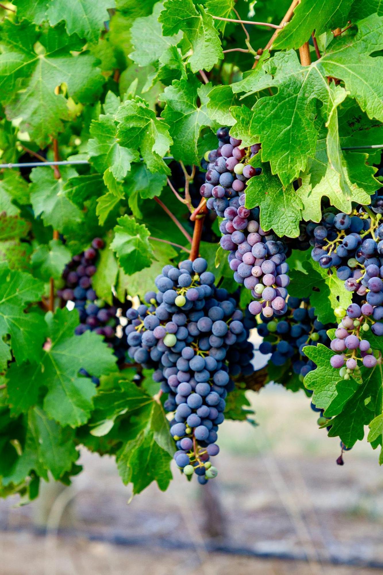 Zorgvliet Wines Country Lodge Стелленбос Экстерьер фото